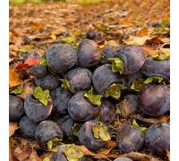 Diospyros Digyna semi di caqui resistente - Serie Rara - semi di bio, giardino 100pz