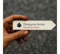Diospyros ferrea SEEDS - - SEMI Ebano nero | Ebano di Ceylon