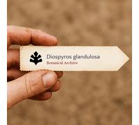 Diospyros glandulosa SEEDS - - SEMI Albero d'ebano | Legno nero