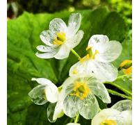 Diphylleia grayi, giardino balcone resistenti 80semi