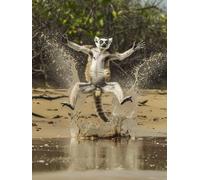 Dipingere Con I Numeri Adulti Monkey Paint by Numbers Fiume Pittura Con I Numeri, Fai Da Te Kit Pittura Adulti Couleur Paintings Kits con Accessori per Decora la Casa, Con Cornice 30x40cm 3-BD92