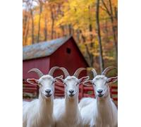 Dipingere con i Numeri Adulti Pecora Quadri da Dipingere Numerati Animali Paint by Numbers Kit Adults Fai Da Te con 3 Pennelli e Vernice Acrilica, Decorazioni Casa, Regalo Donna 50X70Cm, Model 1105