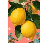 Dipingere con i Numeri Limone Dipingere con i Numeri Adulti Frutta Paint by Numbers, Painting by Numbers Kit Pittura Adulti con Pennelli e Colori Acrilici per Decorazioni Parete 70x95CM -zjn2507BU
