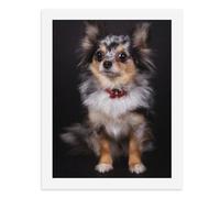 Dipingi con i numeri per adulti - Un chihuahua soffice con pelliccia lunga, indossa un colletto rosso, seduto su uno sfondo nero - per decorazione da parete di casa 30,5 x 40,6 cm