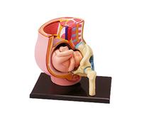 Dipinto a mano Pelvi Incinta Sezione Modello Donne Umane Pelvi Incinta Sezione Modello Nove Mesi Bambino Feto Gravidanza Anatomico