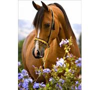Dipinto di Diamante Tenero Cavallo 30x40cm