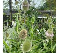 Dipsacus fullonum giardino vecchie varietà interno balcone 100semi