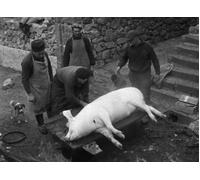 Direttore DVD: Jean Eustache Interpretato: Odette Robert - Numero Zero / Pig [4K