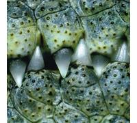 Dirty Callahans - Fucked Up & Standing