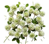 Discount Lawn Care Trifoglio olandese bianco da 5 libbre