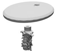Display Stand for Medical Education Skull Model with Cervical Vertebrae