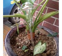 Dispositivo di irrigazione automatico 3Pcs Dispositivo di irrigazione pigro per