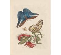 Dissertation sur la generation et les transformations des insectes de Surinam Pl.48 (1705) Stampa poster di Maria Sibylla Merian (24 x 36)