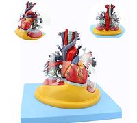 Dissezione di organi umani, cuore umano medico, polmone, trachea e albero bronchiale modello-chirurgia toracica cardiologia sistema respiratorio