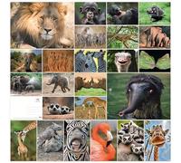 dition Colibri - Set di 24 cartoline divertenti e carine provenienti da tutto il mondo, perfette per bambini, amici, regali di squadra e postcrossing, fatte a mano, prodotto in modo sostenibile (set