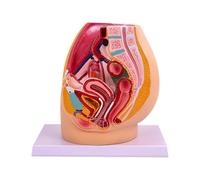 diwedaso Modello di anatomia riproduttiva del bacino, simulazione elevata, supporto visivo per una comprensione completa dell'anatomia umana, simulazione