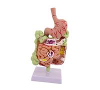 diwedaso Sezione dello stomaco dell'apparato digerente Modello anatomico dello stomaco ottimizzato per scopi educativi Progettato per ispirare l'apprendimento