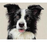 DIY Animale Kit Per Tappeti Con Gancio A Scatto Border Collie Bianco E Nero Kit Per Tappeti Con Uncinetto Per Adulti E Bambini，Kits Per Arazzo All'Uncinetto Con Schema A Colori Presta 35x46in