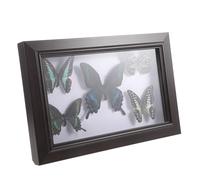 DIYEAH Cornice in Legno Artigianale con Finiture Raffinate con Esemplare di Farfalla come Regalo per Decorazioni Parete per Arredare la Casa