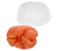 DIYEAH Modello Anatomico Cervello Umano Parti Smontabili Strumento Didattico per Studio Anatomia e Psicologia Modello Biologico Robusto per Aula e Ricerca