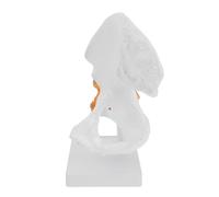DIYEAH Modello Supporto su Base in Pvc Bianco Anatomico Articolazione Anca Umana per Insegnamento e Formazione in Ospedali