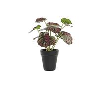 DKD Home Decor Pianta decorativa verde e rosa in polietilene (10 x 10 x 27 cm)