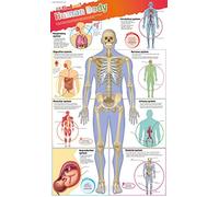 DKfindout! Human Body Poster