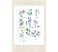 DMC Herbs - Kit punto croce