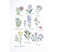 DMC Herbs - Kit punto croce