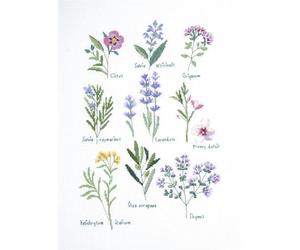 DMC Herbs - Kit punto croce