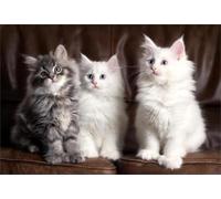 DMQBT 1500 Pezzi Puzzle Per Adulti - Cute Cat Immagini Difficult Puzzle - Large Puzzle Gifts Per The Family - Decorazione Della Casa - Jy439Zp