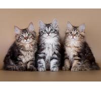 DMQBT 1500 Pezzi Puzzle Per Adulti - Cute Cat Immagini Difficult Puzzle - Large Puzzle Gifts Per The Family - Decorazione Della Casa - Jy441Zp