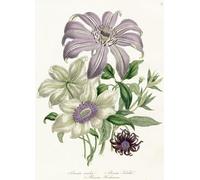 DMQBT Puzzle 1500 Pezzi ，Irregular Puzzle ，Poster ，Gifts ，Vintage Floral Illustrations ，Elderly Giochi Di Memoria E Cognizione ，Giocattolo Di Decompressione Per Adulti - Cq62Zj