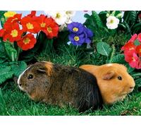 DMQBT Puzzles 1500 Pezzis Per Adults - Difficile Puzzle 1500 Pezzi Per Adults Challenge - Cute Cavia Porcellus Immagini - Grande Puzzle Regalo Per La Famiglia - Hx167Zw