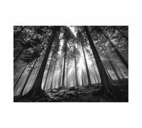 DMZPKZB Quadri Nero Bianco Moderni Soggiorno Il sole penetra nella foresta Pittura a su tela Poster,decorazione parete,per sala da pranzo,camera da letto,Ufficio(Bianco e nero)-30x45cm Incorniciato