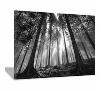 DMZPKZB Quadri Nero Bianco Moderni Soggiorno Il sole penetra nella foresta Pittura a su tela Poster,decorazione parete,per sala da pranzo,camera da letto,Ufficio(Bianco e nero)-80x120cm Incorniciato
