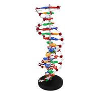 DNA - Kit modello molecolare a doppia elica, base rotante per un apprendimento migliorato, ideale per l'educazione medica e l'insegnamento scientifico
