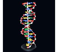 DNA Model - Kit di montaggio per insegnamento e biologia, 21 cm | Kit didattico per l'apprendimento della biologia - Supporto didattico interattivo per studenti e insegnanti