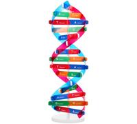 DNA Modellino, Modellino DNA Doppia Spirale - Kit di apprendimento del gene umano Modelli di struttura del Gene per l'apprendimento della genetica e l'educazione scientifica