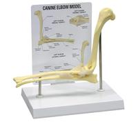 Dog Canine Elbow Joint Model - Educational Veterinary Study Tool for Animal Anatomy Display