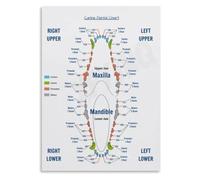 Dog Mouth Structure Poster Veterinary Dentistry Chart Wall Decor