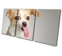 Dog Puppy Chihuahua Funny Pets Animals TREBLE TELA parete arte foto stampa