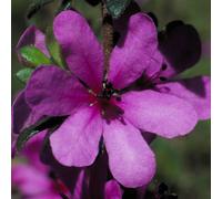 Dog Rose of Wild Forces 50 ml Preparazione pronta all’uso