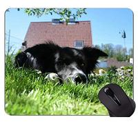 Dog Running Pastore di topo con immagine di pastore tedesco, Pastorelli di pastore olandese