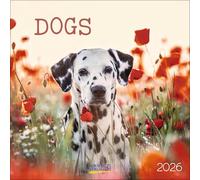 Dogs 2026: Broschürenkalender mit Ferienterminen. Hunde und Welpen. 30 x 30 cm