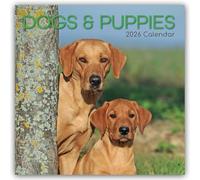 Dogs and Puppies - Hunde und Welpen 2026 - 16-Monatskalender: Original Gifted Stationery-Kalender [Mehrsprachig] [Kalender]