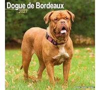 Dogue de Bordeaux 2027 Calendar | Square Wall Calendar | Dog Breed Gift | Plastic Free Packaging | by Avonside Publishing
