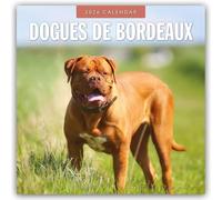 Dogues de Bordeaux 2026 Square Wall Calendar
