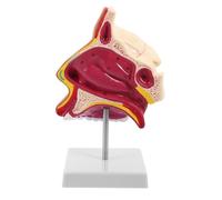 DOITOOL Modello Anatomico Nasale e Orale per Terapia del Linguaggio per Visualizzazione Dell'anatomia e Dimostrazione della Deglutizione in Plastica e Metallo e Lezioni Scientifiche