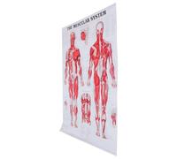 DOITOOL Poster Anatomia Umana Ossa e Apparato Muscolare su Tela in Stoffa, Pratico e Facile da Leggere, per Aula e Laboratorio Educativo